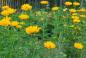 Preview: Heliopsis helianthoides var. scabra 'Mars' | Sonnenauge